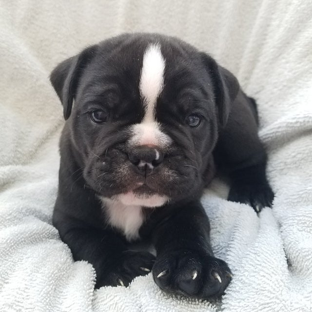 Blue ribbon olde english hot sale bulldogge